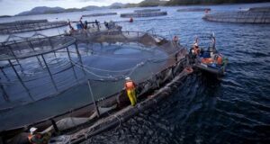 Alcaldes de Aysén apuntan a empresas salmoneras como responsables del 70% de contagios en la región