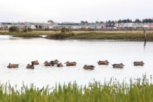 Fauna en Humedal Tres Puentes aumenta en tiempo de cuarentena