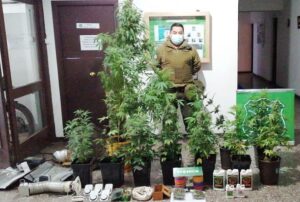 Llamada anónima a Carabineros permitió desbaratar cultivo indoor de marihuana