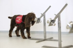Perros que huelen el Covid-19: la nueva estrategia contra la pandemia