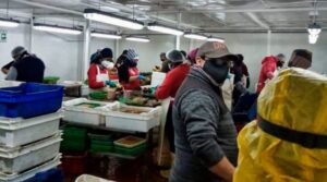 Efecto pesqueras: Contagiados por Covid 19 subieron 245% en tan sólo una semana