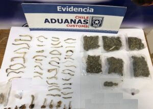 Sujeto intentó ingresar a Magallanes hongos alucinógenos y marihuana