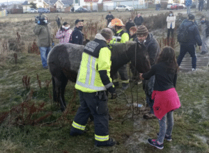 Vecinos y Bomberos rescatan caballo desde un riachuelo