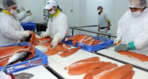 Autoridades chinas confirman que no existe restricción para importaciones de salmón chileno