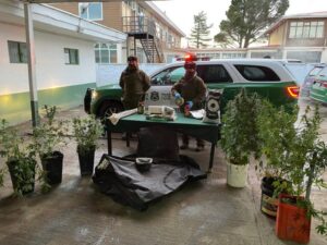 Incautan cannabis sativa en casa de Puerto Natales