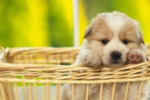 Venta online de productos para mascotas aumenta un 50% durante cuarentena