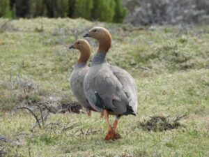 Consejo de Ministros aprueba Plan de Recuperación, Conservación y Gestión del Canquén Colorado