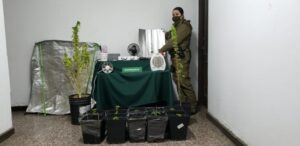 Formalizan a imputados que mantenían cultivo indoor con doce plantas de cannabis sativa