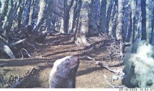 Descubren familia de Quiques viviendo en la Reserva Magallanes