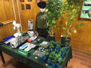 Capturan a sujeto que mantenía en su casa cocaína y cultivo indoor con 18 plantas de cannabis