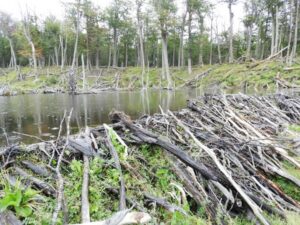 Investigadores analizaron el impacto del castor y el cambio climático