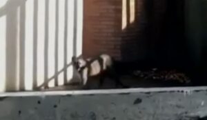 Personal del SAG y del Zoológico Nacional rescataron a puma atrapado en colegio de Lo Barnechea