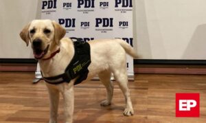 Una cachorra detectora de drogas de la PDI evitó el ingreso de casi medio kilo de marihuana creepy