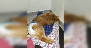 El día más feliz de Huracana, la perrita anciana que venció a la muerte finalmente encontró un hogar