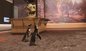 Aprovecharon que está cerrado: pingüinos disfrutan de las atracciones en el Museo Field en Chicago
