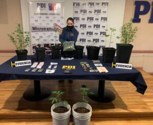 Desarticulan clan familiar dedicado al microtráfico de marihuana en Población Claudio Bustos