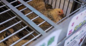 China se compromete a suprimir progresivamente el sacrificio y venta de aves vivas en los mercados