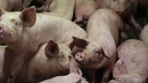 Nueva gripe porcina podría infectar a humanos, pero aún no hay evidencia del traspaso de la enfermedad