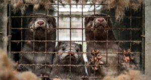 España sacrificará casi 100.000 visones de granja peletera por sospecha de contagio con coronavirus