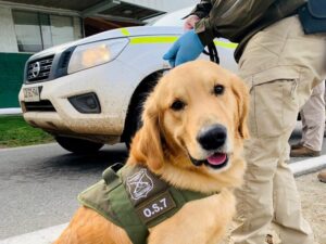 Perros chilenos son entrenados para detectar a personas contagiadas con COVID-19