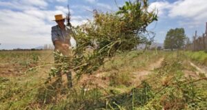Seremi de Agricultura se reunirá con alcaldes para implementar la Política Nacional de Desarrollo Rural