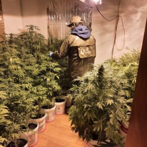 Llamada anónima permitió millonaria incautación de plantas de marihuana en parcela
