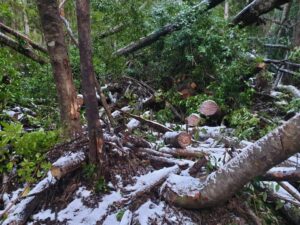 Denuncian tala ilegal de árboles en el sector de San Juan al sur de Punta Arenas