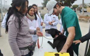 Abren postulaciones a fondos concursables del Programa Mascota Protegida