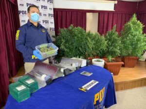 PDI capturó a sujeto que mantenía sistema de cultivo de marihuana en su vivienda