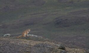 Pumas en Torres de Paine