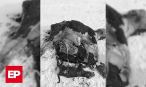 Denuncian matanza de animales por perros baguales en Ojo Bueno