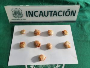Mujer intentó ingresar 9 ovoides con cannabis en una encomienda a la cárcel de Punta Arenas