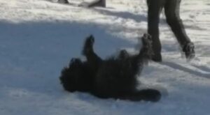 Perrito demostró su enorme felicidad revolcándose sobre la nieve