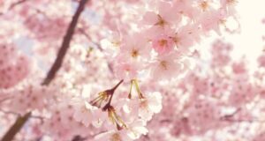 Equinoccio: este es el día y hora exacta en que comenzará la primavera este año