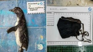 Pingüino magallánico es hallado muerto luego de haber ingerido una mascarilla: la localizaron su estómago