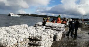 Seremi de Salud decretó cierre de área donde se habría extraído productos contaminados en Quellón