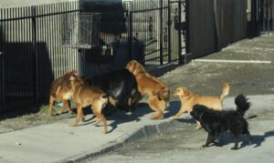 Dramático: ¡Perro atacó a niña de 9 años,  a su madre y a enfermero del SAMU!