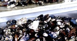 Policía Marítima en Chiloé incauta casi 500 kg de cholga que habría sido extraída de forma ilegal