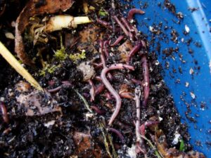 Invitan a talleres sobre manejo de residuos y vermicompostaje