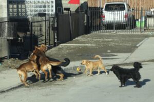 Niña mordida por perro fue sometida a operación
