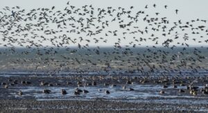 Comenzó la implementación de Santuario de la Naturaleza en Bahía Lomas