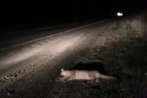 Llaman a manejar con precaución en la ruta para evitar atropellos de animales