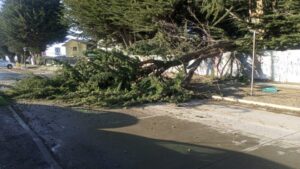 Árboles instalados en terrenos particulares deben ser retirados por propietarios