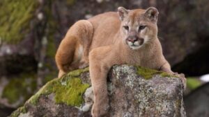 Mujer de 28 años muere atacada por puma en la comuna de Corral