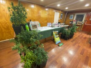 Incautan más de cinco kilos de drogas psicotrópicas y 20 plantas de cannabis avaluadas en casi $130 millones