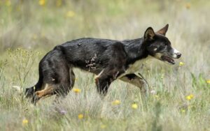 Perros asilvestrados: el problema de los animales que deambulan en el medio rural
