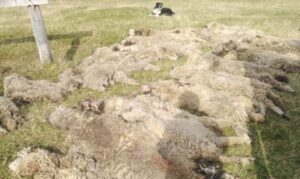 Ganaderos de Tierra del Fuego alertan sobre seguidilla de abigeato en sus predios