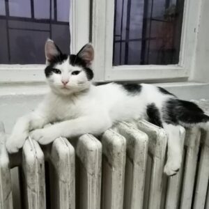Detectan contagios de Coronavirus en mascotas