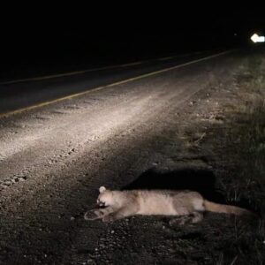 “Somos nosotros los que tenemos que aprender a vivir con la fauna silvestre”