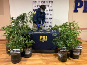 Distribuidor delivery de marihuana que mantenía cultivo indoor quedó con arresto domiciliario nocturno
